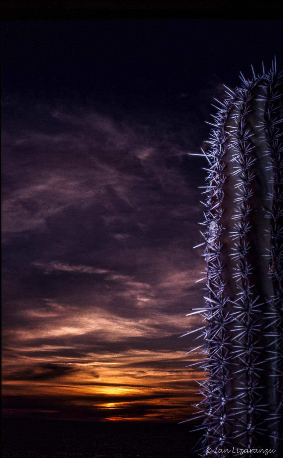 cactus-atardecer-2